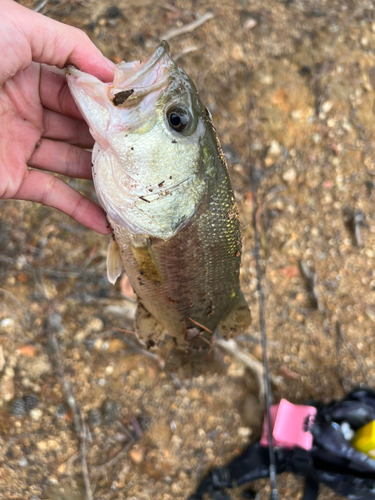 ラージマウスバスの釣果