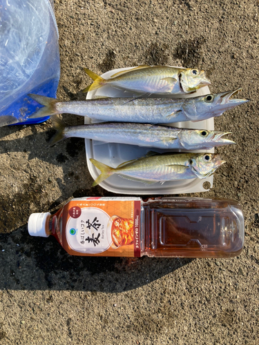 カマスの釣果