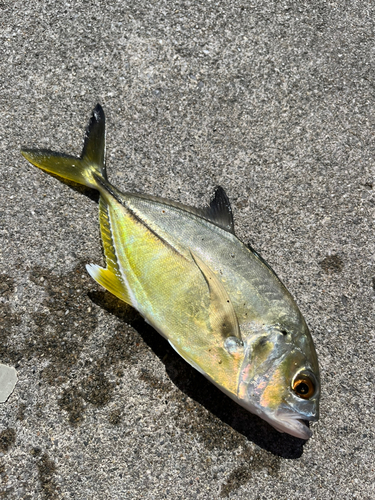 ロウニンアジの釣果