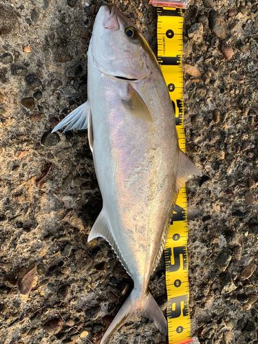 カンパチの釣果