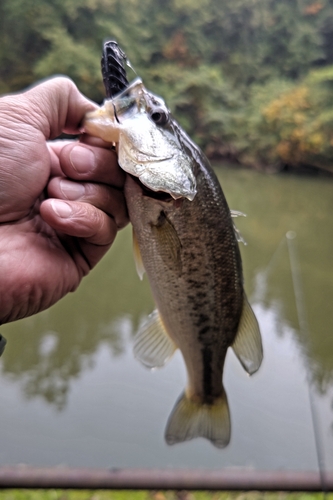 ラージマウスバスの釣果