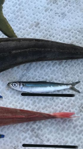 ウルメイワシの釣果