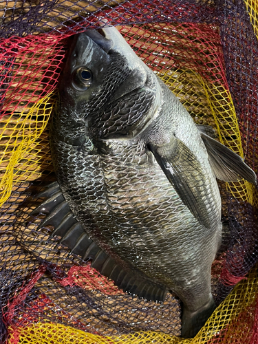 チヌの釣果