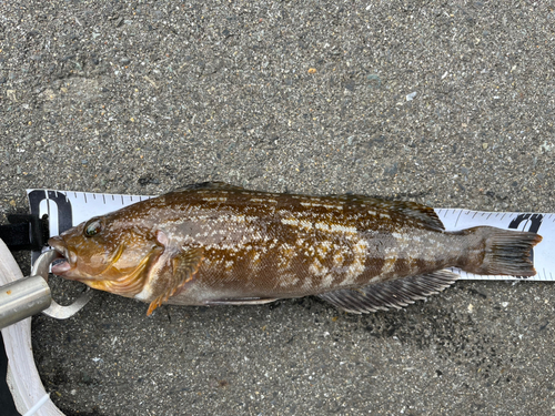 アイナメの釣果