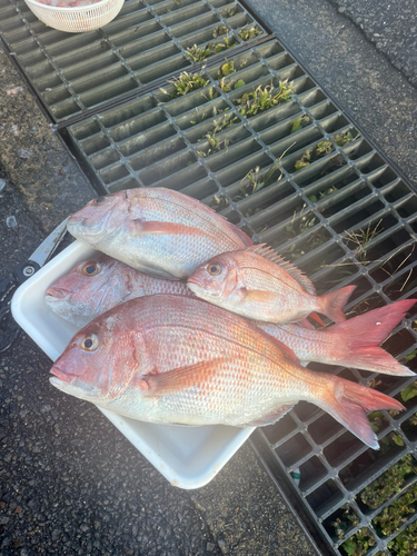 アマダイの釣果