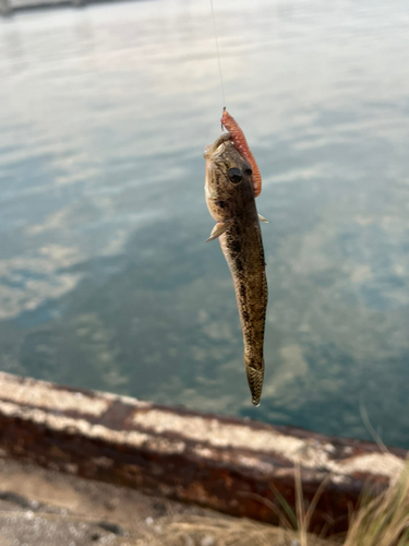 ハゼの釣果