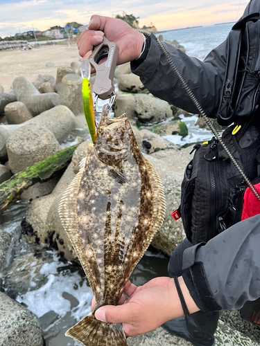 ヒラメの釣果