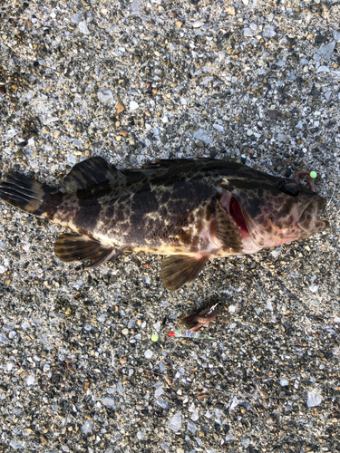 タケノコメバルの釣果