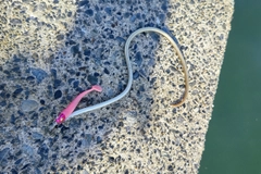 ダイナンウミヘビの釣果