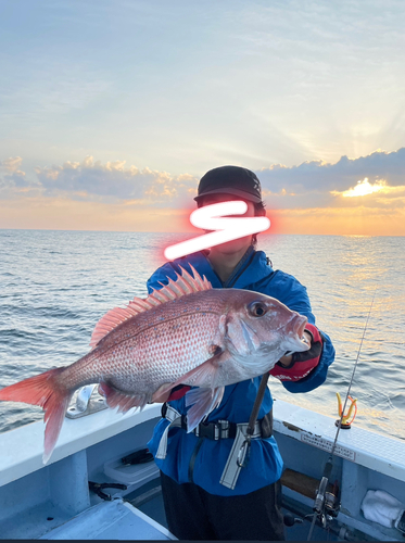 マダイの釣果