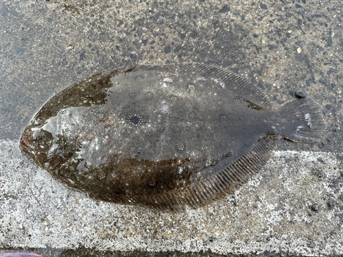 ガンゾウビラメの釣果