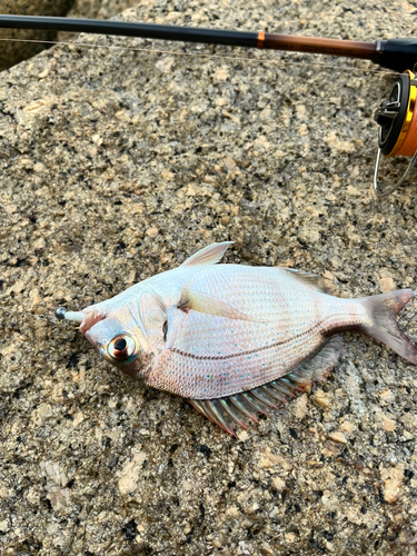 タイの釣果