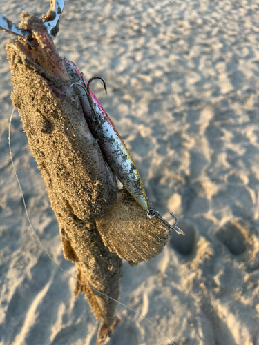 マゴチの釣果