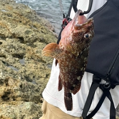 カサゴの釣果