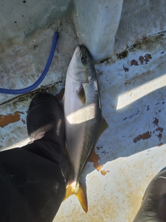 イナダの釣果