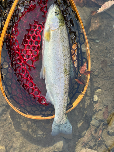 ニジマスの釣果