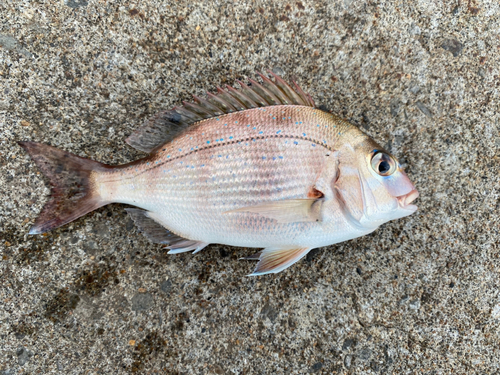 チダイの釣果