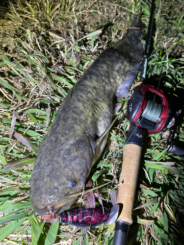 ナマズの釣果