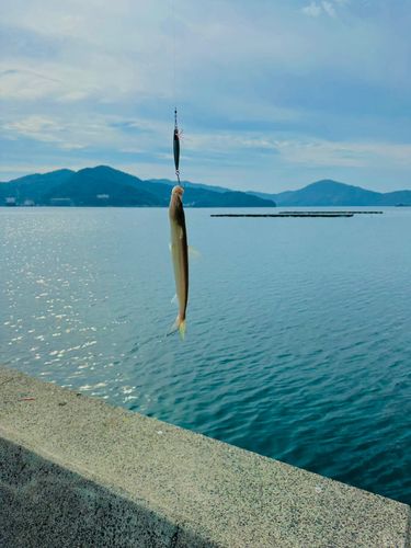 エソの釣果