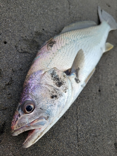 ニベの釣果