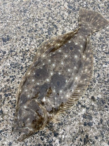 ヒラメの釣果