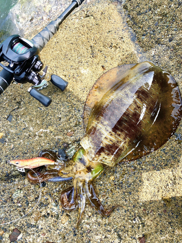 アオリイカの釣果