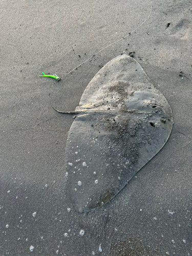 ツバクロエイの釣果