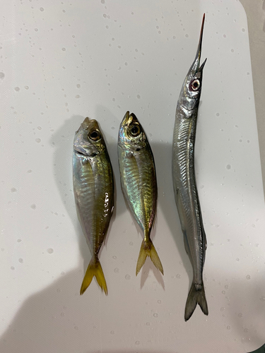 アジの釣果