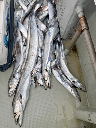 タチウオの釣果