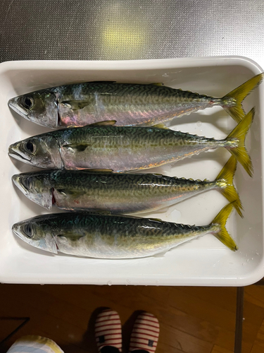 サバの釣果