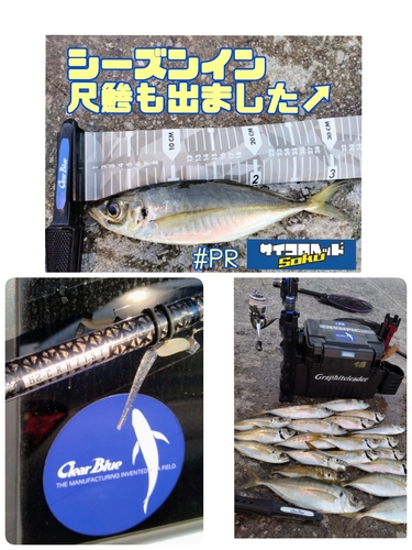 アジの釣果