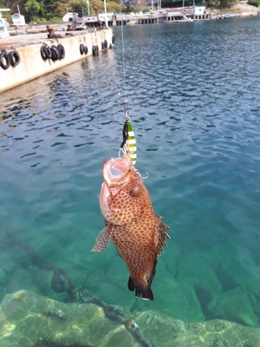 オオモンハタの釣果