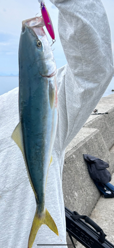 ヤズの釣果