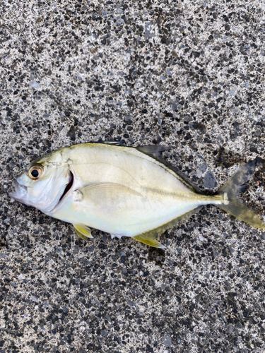 シマアジの釣果