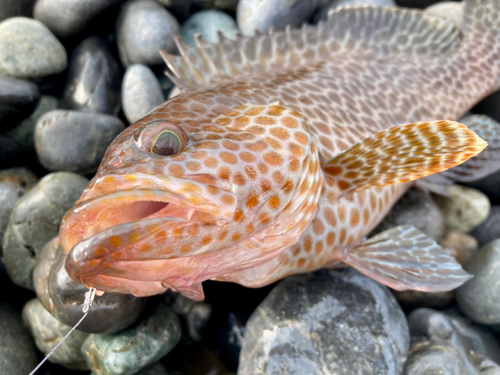 オオモンハタの釣果