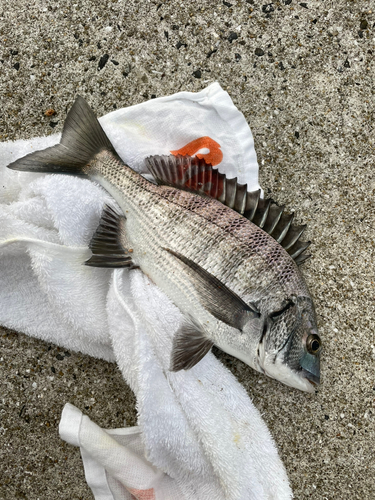 メイタの釣果