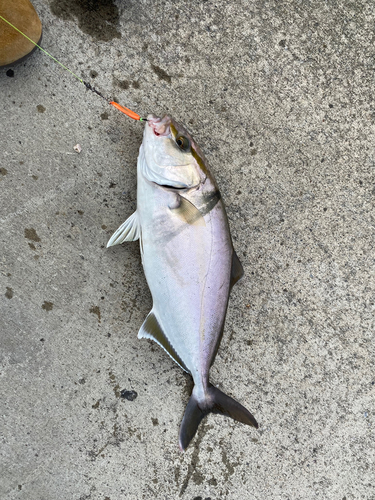 カンパチの釣果