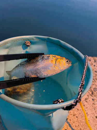 コノシロの釣果