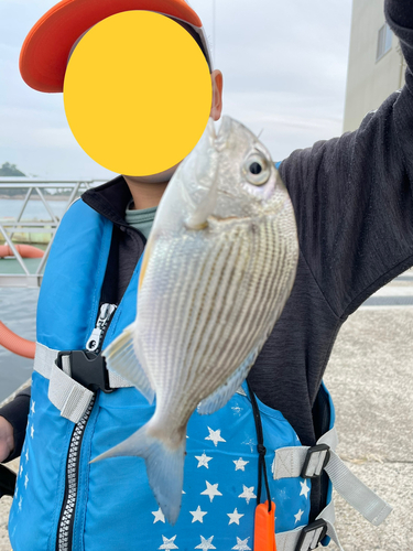 ヘダイの釣果