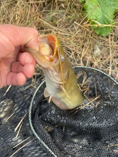 ナマズの釣果