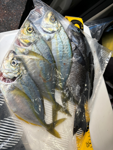 オナガグレの釣果