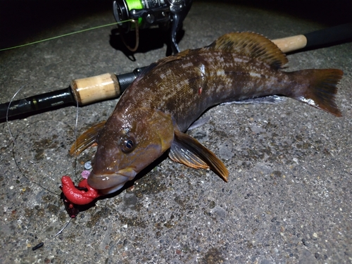 アイナメの釣果