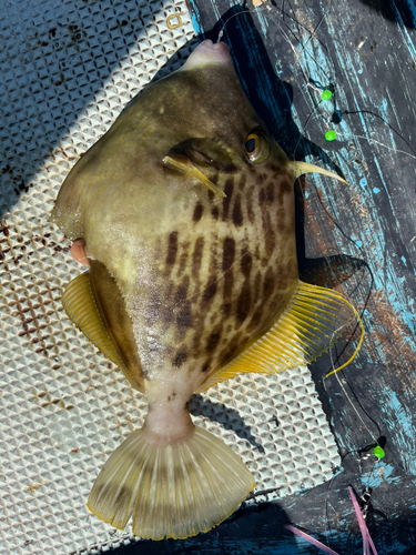 カワハギの釣果