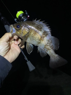 メバルの釣果