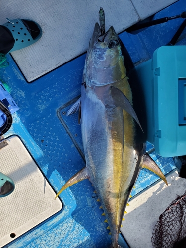 キハダマグロの釣果