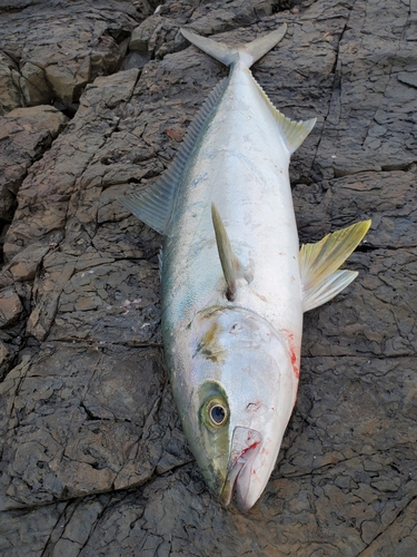 ヒラスの釣果