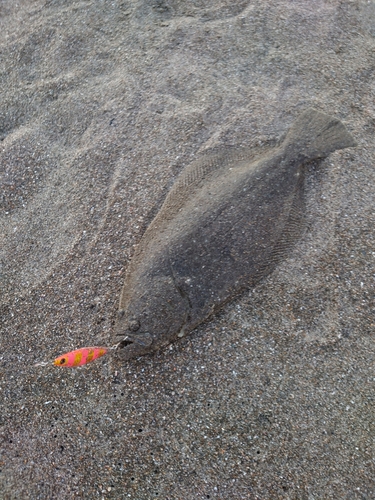 ヒラメの釣果