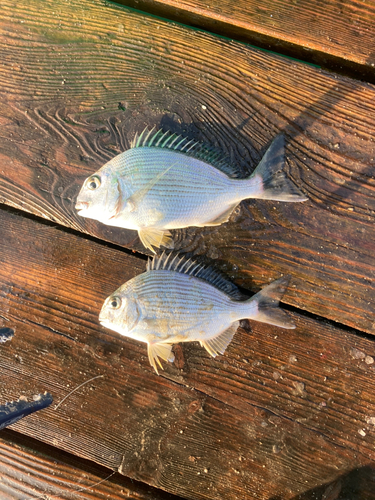 ヘダイの釣果