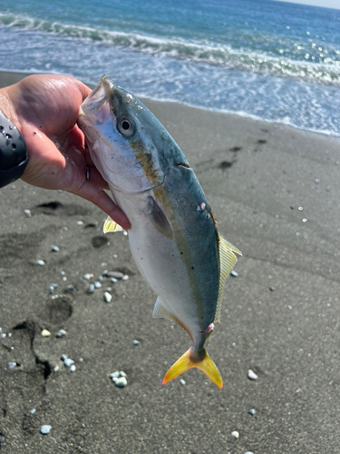 イナダの釣果