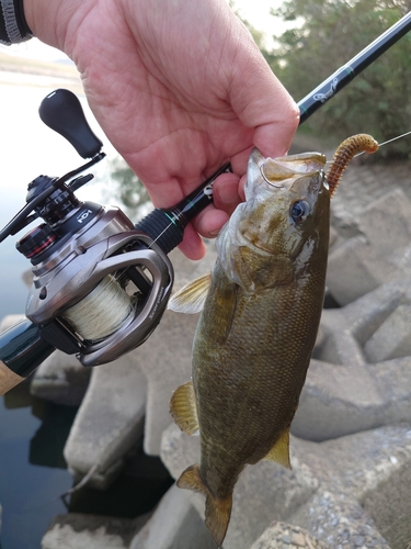 スモールマウスバスの釣果